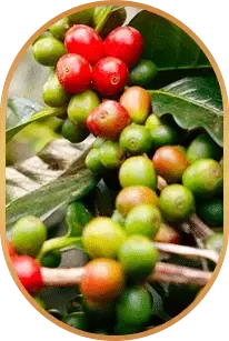 HepatoBurn Ingredients 