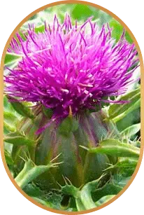 HepatoBurn Ingredients 